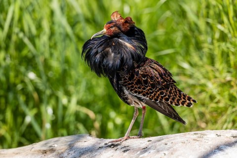 A bird with striking plumage sits on a stone in the middle of a green meadow, ruff (Calidris