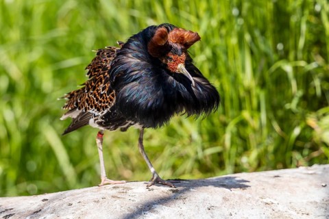 A bird with brown and black feathers balances on a stone in the meadow, ruff (Calidris pugnax, Syn