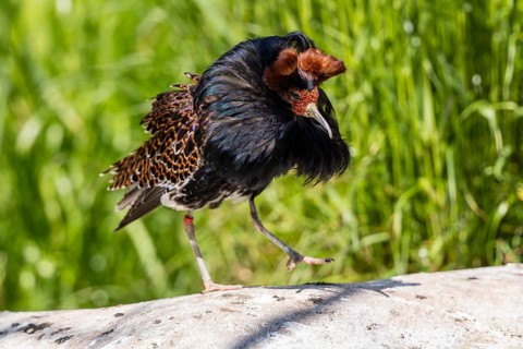 A bird with brown and black feathers balances on a stone in the meadow, ruff (Calidris pugnax, Syn