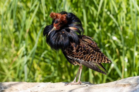 A bird with brown and black feathers stands on a stone in the meadow, ruff (Calidris pugnax, syn.: