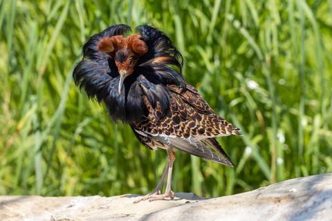A bird with brown and black feathers stands on a stone in the meadow, ruff (Calidris pugnax, syn.:
