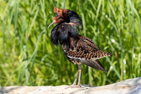 A bird with brown and black feathers stands on a stone in the meadow, ruff (Calidris pugnax, syn.: