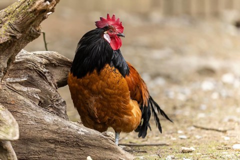 A stately rooster with brown feathers and a black neck stands next to a tree trunk, Vorwerkuhn,