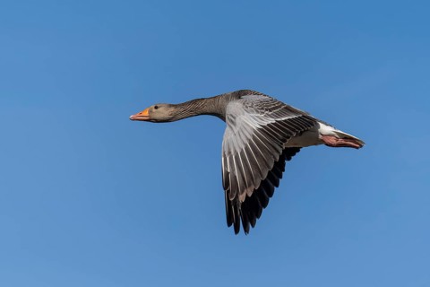 A goose flies in the blue sky, its wings spread wide, greylag goose (Anser anser), wildlife