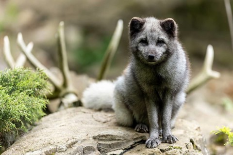 An arctic fox (Alopex lagopus)