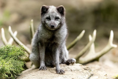A sitting arctic fox (Alopex lagopus)