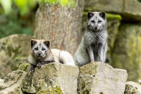 Two arctic foxes (Alopex lagopus)
