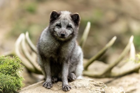 A sitting arctic fox (Alopex lagopus)