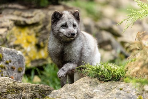 A fox walks vigilantly over moss-covered stones in a green environment, arctic fox (Alopex lagopus)