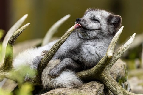 A fox resting humorously in antlers with its tongue sticking out, arctic fox (Alopex lagopus)