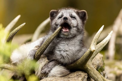 A fox looks like it is laughing while lying in antlers, arctic fox (Alopex lagopus)