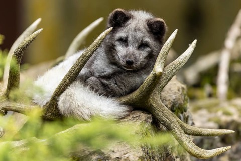 A fox lies relaxed in its antlers and enjoys the peaceful surroundings, arctic fox (Alopex lagopus)
