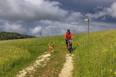 Mountain biker and traildog, Vizslar dog running next to bicycle in early summer on the Jura