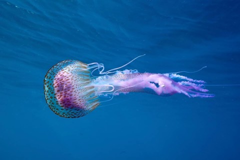 A mauve stinger (Pelagia noctiluca) floats in the clear sea water. Dive site Cap de Creus marine