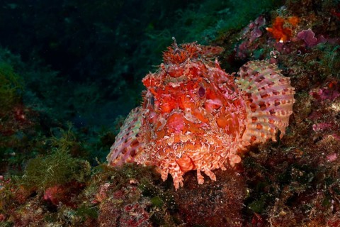 Portrait of red scorpionfish (Scorpaena scrofa), sea sow. Dive site Marine protected area Cap de