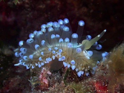 Blue glowing striped thick-billed slug (Janolus cristatus) in a dark underwater habitat. Dive site
