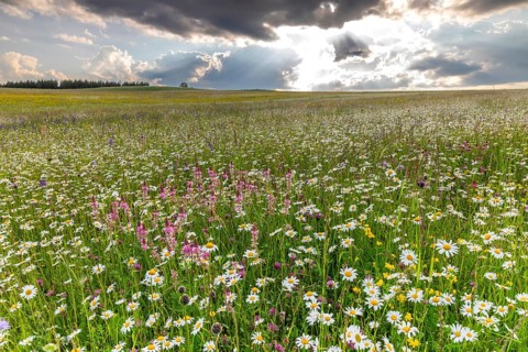 Flowering meadow with sainfoin (Onobrychis viciifolia), butterfly flowering plants (Chrysanthemum