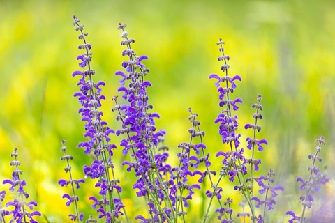 Meadow sage (Salvia pratensis), Lamiaceae, Bergsteig, Fridingen, Upper Danube Nature Park,