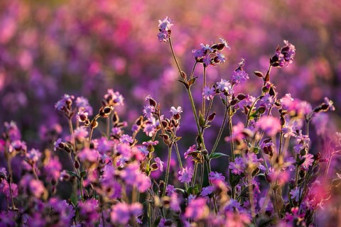 Red campion (Silene diocia) backlit, carnation family (Caryophyllaceae), Messkirch, Upper Danube