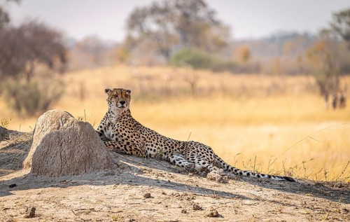 Relaxing Cheetah in the Kruger National Park, South Africa during winter season