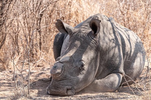 Dehorned Rhino in the Hwange National Park, Zimbabwe during winter season