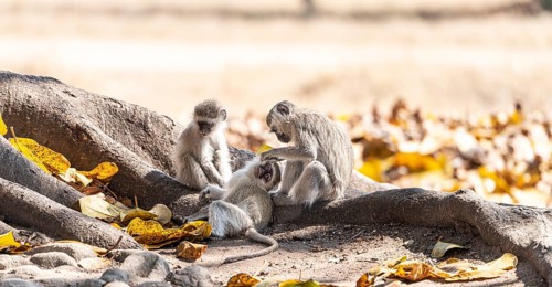 Vervet monkey (Chlorocebus pygerythrus) in Zimbabwe, close-up shot