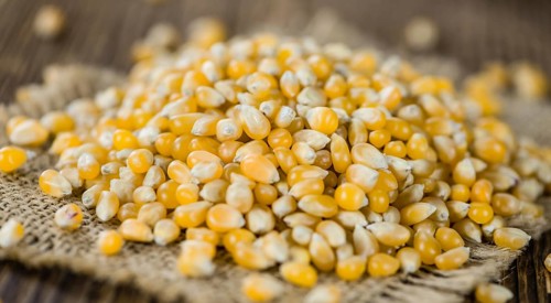 Portion of Corn (detailed close-up shot) on wooden background (selective focus)