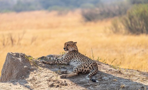 Relaxing Cheetah in the Kruger National Park, South Africa during winter season