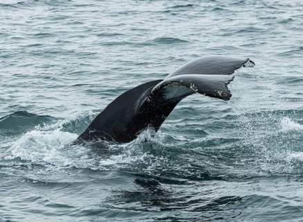 Whale Watching from a boat in Husavik, northern Iceland