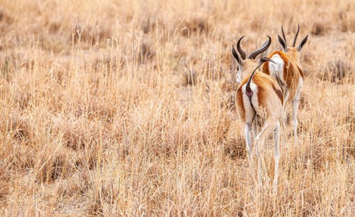 Group of Springboks grazing in the Khama Rhino Sanctuary, Botswana, during winter, Africa