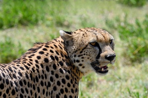 Cheetah (acinonyx jubatus), portrait of adult male, Serengeti National Park, Tanzania, Africa