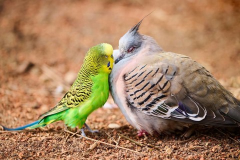 Animal Friendship of a Crested pigeon (Ocyphaps lophotes) cuddeling a Budgerigar (Melopsittacus