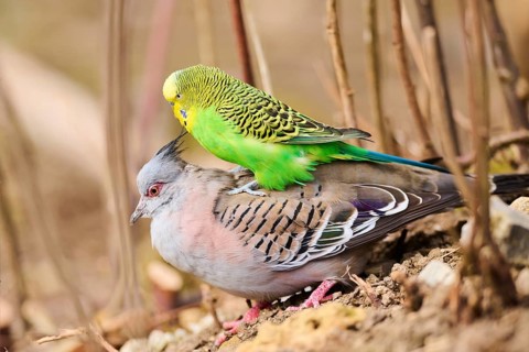 Animal Friendship of a Crested pigeon (Ocyphaps lophotes) cuddeling a Budgerigar (Melopsittacus