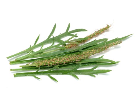 Vegetable, salad plant, crow's foot plantain, Plantago coronopus, also known as stag's horn