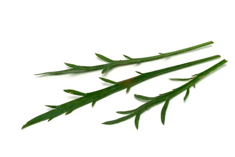 Vegetable, salad plant, crow's foot plantain, Plantago coronopus), also known as stag's horn