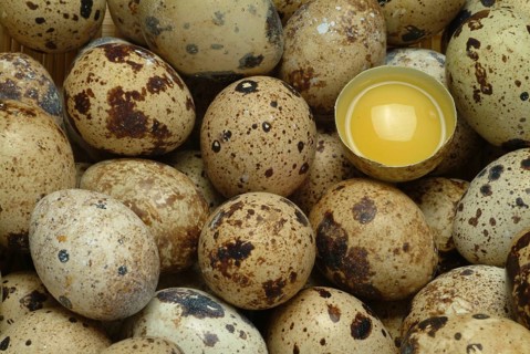 Food, quail eggs, cracked quail egg, Coturnix coturnix