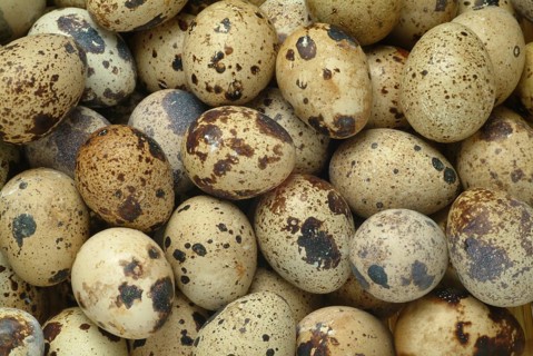 Food, quail eggs, cracked quail egg, Coturnix coturnix