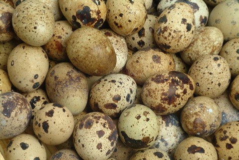 Food, quail eggs, cracked quail egg, Coturnix coturnix