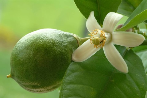 Blossom of the lemon, lemon blossom, unripe fruit next to it