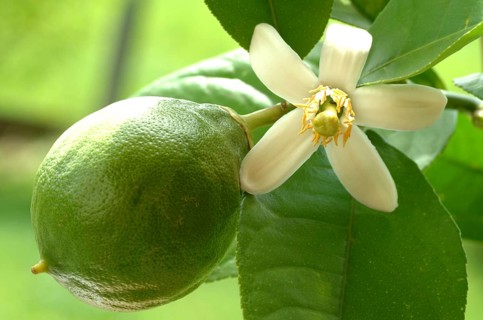 Blossom of the lemon, lemon blossom, unripe fruit next to it