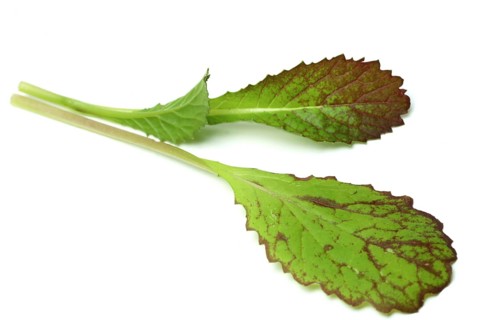 Salat, Gemüse, Rohkoste, Rote Senfsprossen, Brassica juncea / Senfgras, Blattsenf, Indischer Senf,
