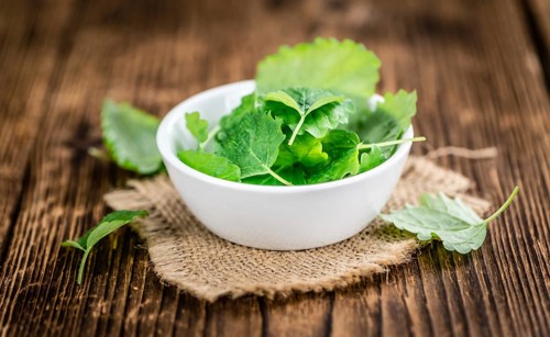 Fresh Melissa on a vintage background (close-up shot)