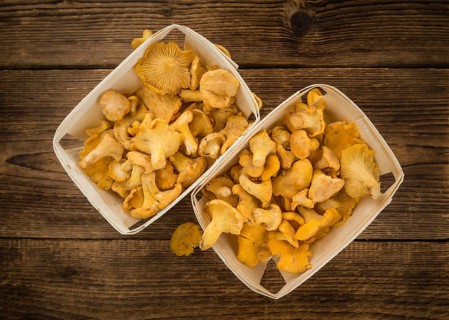 Portion of fresh harvested Chanterelles