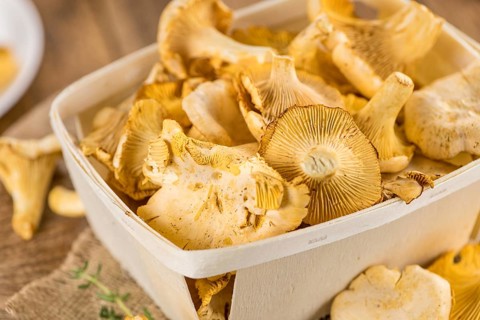 Fresh harvested Chanterelles (on a wooden table) as detailed close-up shot