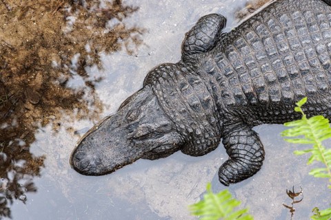 American Alligators (Alligator Mississippiensis) in an captivity at the St. Augustine Alligator