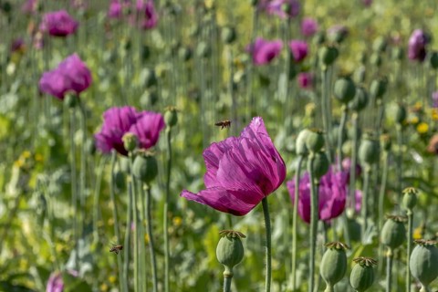 Field with purple opium poppy flowers (Papaver somniferum), Untersulmetingen, Laupheim, Upper