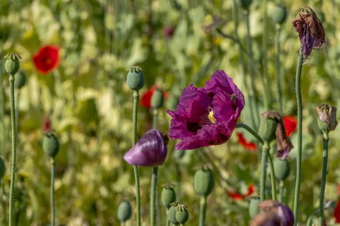Field with purple opium poppy flowers (Papaver somniferum), Untersulmetingen, Laupheim, Upper