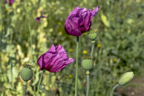 Two dark purple opium poppy (Papaver somniferum), seed heads and flower bud, Untersulmetingen,