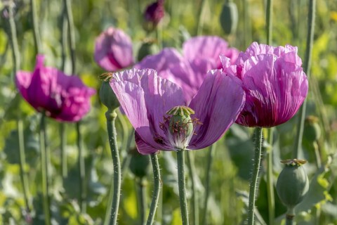 Field with roza violet opium poppy (Papaver somniferum) and seed heads, Untersulmetingen, Laupheim,