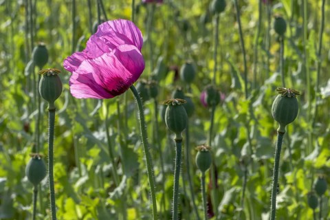 Field with purple opium poppy (Papaver somniferum) against the light with a handful of seed heads